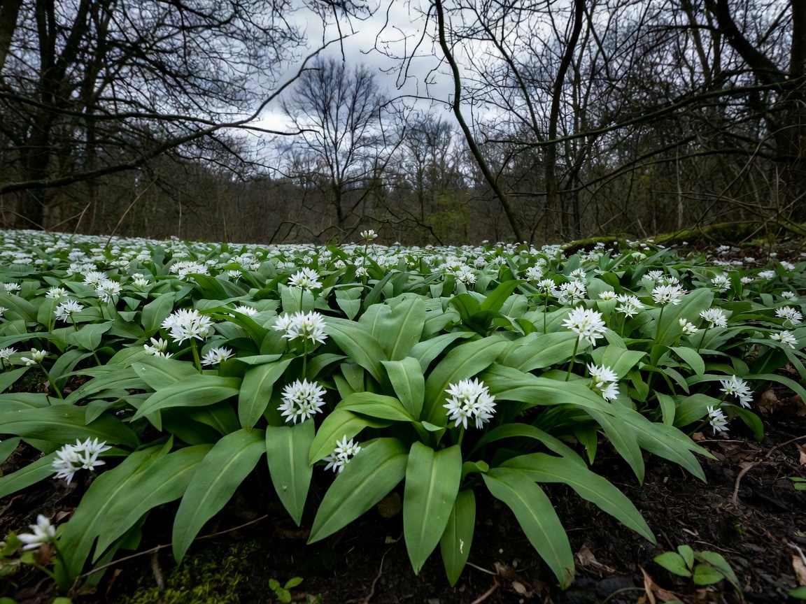 A dense patch of green wild garlic growing under bare tree branches